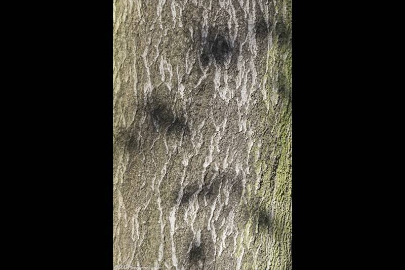 _IGP7544